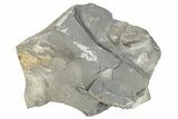 Ordovician Graptolite (Phyllograptus) Fossils - Utah #271684-1